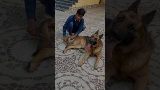 German Shepherd has 5 Negative Points 🦮🤔 facts dog viral germanshepherd doglover shorts [upl. by Neivad]