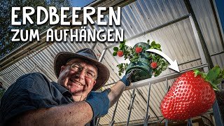 Erdbeeren richtig anbauen 🍓 Tipp für Garten amp Balkon mit wenig Platz [upl. by Ybba]