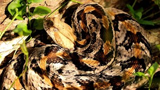 Huge Timber Rattlesnake In Georgia Biggest Ive Ever Seen [upl. by Earvin]