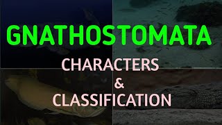 Gnathostomata Characters amp Classification Vertebrata  Chordata Classification of Chordata [upl. by Aikar]