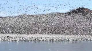 Snow Geese Vortex Squaw Creek NWR [upl. by Twedy]