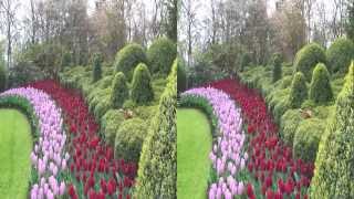 Keukenhof 2012 in 3D yt3d [upl. by New474]