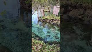 Discover Floridas Natural Springs Kayaking Three Sister Springs Pristine Clear Waters 💦 [upl. by Shari415]