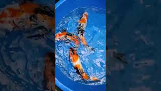 Rear varity Japanese koi Available if you want contact me  Also Subscribe My Channel [upl. by Yentnuoc634]