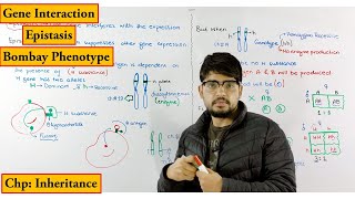 Epistasis  Bombay Phenotype  Biology lecture chapter genetics  Inheritance [upl. by Oiramaj594]