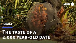 What does a 2000 yearold date taste like  AFP [upl. by Ym]