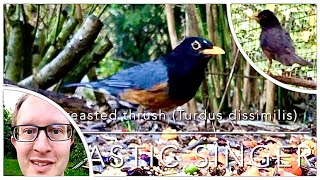 The blackbreasted thrush song Turdus dissimilis in bird aviary  a great singer birdsounds [upl. by Dalury]