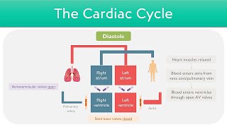 Cardiac Cycle Explained  Clinical Cardiology [upl. by Henri701]