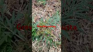 Grevillea robusta plant in my garden gardening kitchengarden farming [upl. by Ardiekal981]