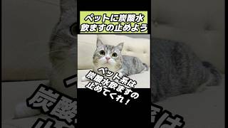 もちまる日記さん、炭酸水飲ませる オワタ地球人代表 ニート ニートの日常 もちまる日記 炎上 猫 動物 shorts [upl. by Duwad353]