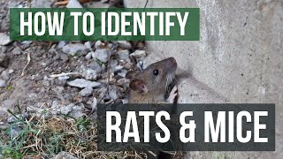 The Differences Between Rats and Mice Rats VS Mice [upl. by Weinreb]