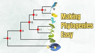 How To Read A Phylogenetic Tree  Introduction  5 Exercises [upl. by Wentworth]