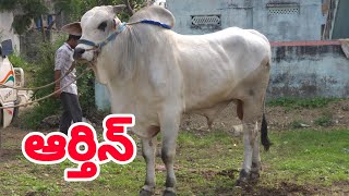 BMR ampYSR Six teeth bulls Pedakurapadu [upl. by Darrill]