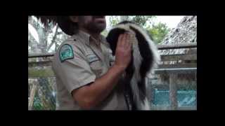 Prank Skunk Sprays at Zoo Park Demonstration [upl. by Nosreg]