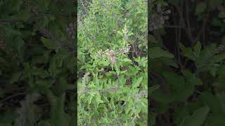 Matarani Tulsi plantplantsgardennature trending shortstulsi [upl. by Ahsenor]