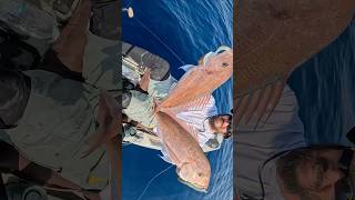 ΕΠΙΘΕΣΗ ΑΠΟ ΨΑΡΙΑ😱😱😱 fishing kayakfishing fish kayak [upl. by Angeli]