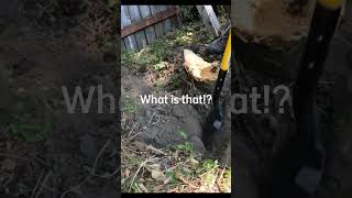 Stump Grinding Surprise stumpgrinding [upl. by Sinclair424]