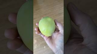 Delta Gold White Sapote Typical Size [upl. by Eniladam388]