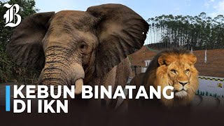 16 Bos Tambang Patungan Bangun Kebun Binatang di IKN [upl. by Fillian127]