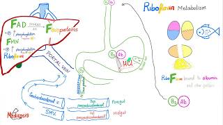 Vitamin B2 Riboflavin As An Enzyme Cofactor  Diet and Nutrition Series [upl. by Arraek]