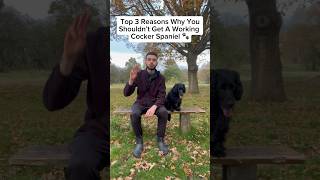 3 Reasons NOT To Get A Working Cocker Spaniel 🐶 [upl. by Airelav]