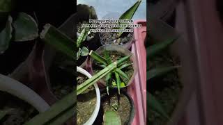 Sansevieria Leaf Propagation sansevieria plantpropagation houseplants leafpropagation garden [upl. by Nashoma15]