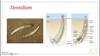 Classification of Phylum Mollusca  Class Scaphopoda [upl. by Erised995]