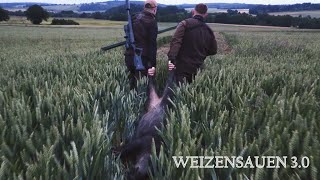 Weizensauen  Chancen nutzen  Jagdkrone [upl. by Doak175]