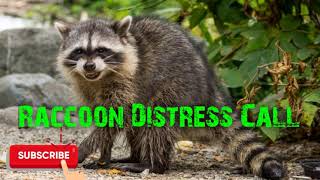 Predator Hunting Call  Raccoon Distress  5 Mins  Free Download [upl. by Gnat913]