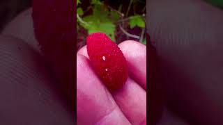 Tasty treats from nature Thimbleberry Berries Harvest [upl. by Papst393]