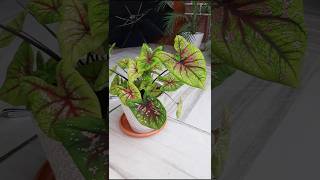 Caladium Plant Care plants garden shorts [upl. by Darill694]