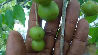 Guyanese fruit Psidium [upl. by Ailero759]