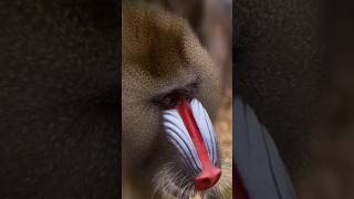 Mandrills monkey 🐒 [upl. by Suirrad]