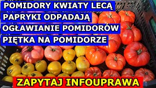 Pomidory LECĄ KWIATY Ogławianie Pomidorów Papryki Odpadają Mrówki w Ogórkach Piętka Pomidor QampA [upl. by Nylaroc]