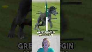 Dual Dog Training Two Methods Double the Fun  Dog Agility [upl. by Edwards588]