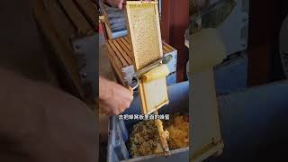 The process of extracting honey is quite interesting Honey beehive Extracting honey [upl. by Adivad]