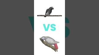 Timneh VS Congo What’s the Difference africangrey parrot [upl. by Eliath]