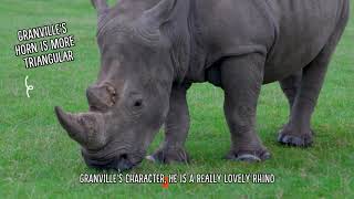 An update on Granville and Azeeza  Woburn Safari Park [upl. by Bonns746]