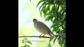 Lewins Honeyeater australianbirds birds [upl. by Joceline]