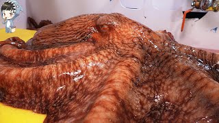 KOREAN STREET FOOD GIANT OCTOPUS DEVIL FISH KOREA SEAFOOD MARKET 포항 송도활어회센터 문어 090321 [upl. by Flossy]