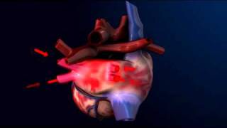 How the Heart Pumps Blood  3D Heart Animation  ABP © [upl. by Aelegna]