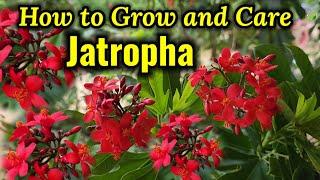 How to Grow and Care Jatropha Plant ।। Jatropha Permanent Flowering Plants [upl. by Hedberg]