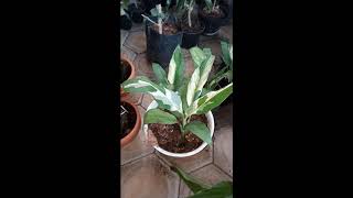 Spathiphyllum wallisii variegata Peace Lily varigata [upl. by Nnayllas710]