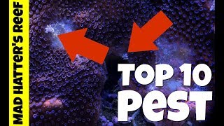 Top 10 Reef Tank Pest [upl. by Zulaledairam263]