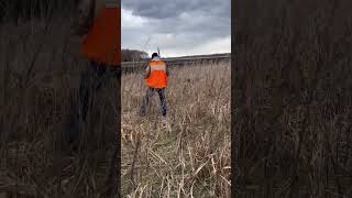 Pudelpointer training on pheasants [upl. by Aggappera]