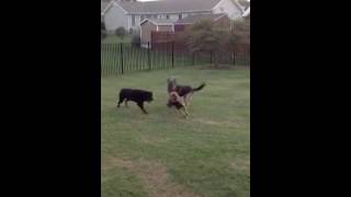 Rottweiler and German Shepherd vs Belgian Malinois [upl. by Groot584]