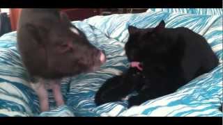 Piggy Tales 03 Mini Pot Belly Pig Funny Mr Ebenezer [upl. by Akiehs70]