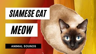 The Animal Sounds Siamese Cat Meow Sound  Sound Effect  Animation [upl. by Patrick]