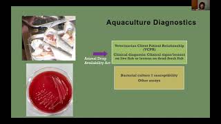 Aquaculture Drugs  Veterinary Feed Directives and Extra Label Use [upl. by Airb]