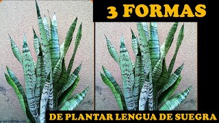 Como Reproducir Lengua de Suegra Sansevieria [upl. by Llerdnad]